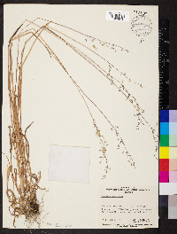 Ehrharta longiflora image