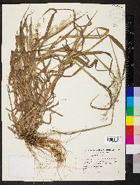 Ehrharta longiflora image