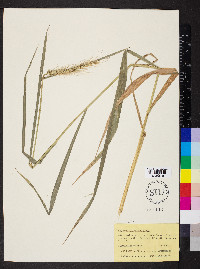 Elymus riparius image