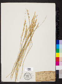 Elymus sibiricus image