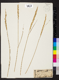 Elymus sibiricus image