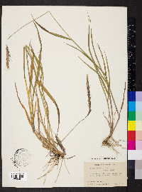 Elymus hirsutus image