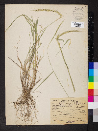 Elymus glaucus image