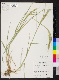 Elymus glaucus image