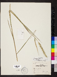 Elymus riparius image