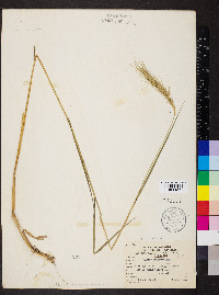 Elymus riparius image