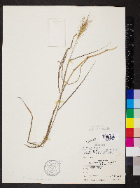 Elymus riparius image