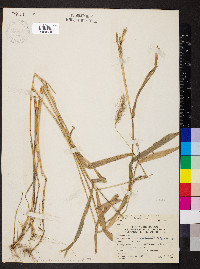 Elymus riparius image