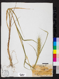 Elymus glabriflorus image