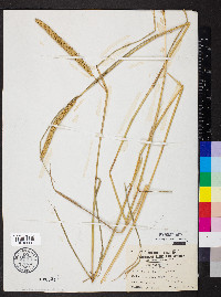 Elymus curvatus image