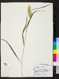 Elymus virginicus var. virginicus image
