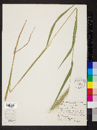 Elymus villosus image