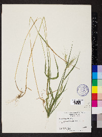 Elymus villosus image