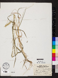 Elymus villosus image