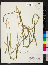 Elymus villosus image