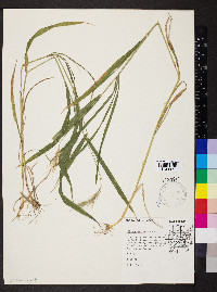 Elymus villosus image