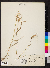 Elymus villosus image