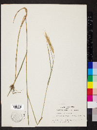 Elymus villosus image