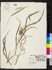 Elymus villosus image