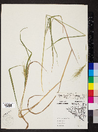 Elymus villosus image