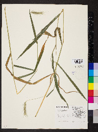 Elymus villosus image