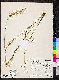 Elymus villosus image