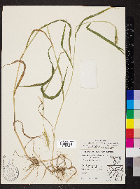 Elymus villosus image