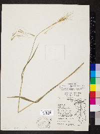 Elymus villosus image