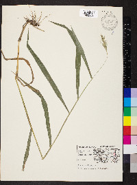 Elymus villosus image