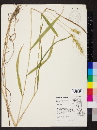 Elymus villosus image