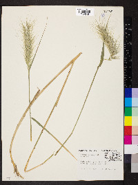 Elymus villosus image