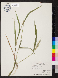 Elymus villosus image