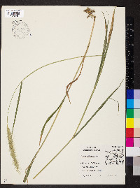 Elymus villosus image