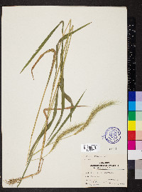 Elymus villosus image