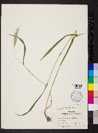 Elymus villosus image