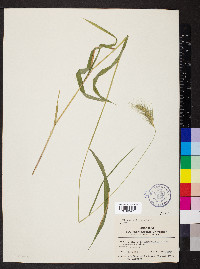 Elymus villosus image