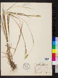 Elymus villosus image