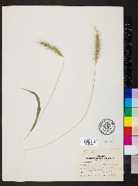 Elymus villosus image