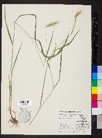 Elymus villosus image