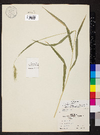 Elymus villosus image