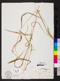 Elymus villosus image