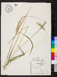 Elymus villosus image