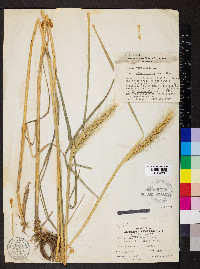 Elymus glabriflorus image