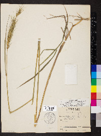 Elymus glabriflorus image