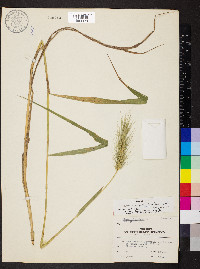 Elymus glabriflorus image