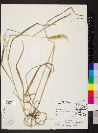 Elymus glabriflorus image