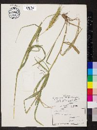 Elymus glabriflorus image