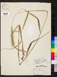 Elymus glabriflorus image