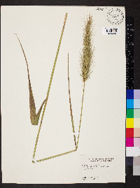 Elymus glabriflorus image