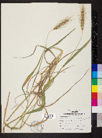 Elymus glabriflorus image